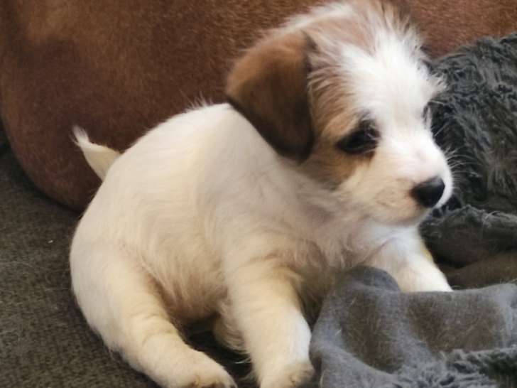 Superbes chiots Jack Russell à poils durs à vendre Petite Annonce chien Superbes chiots Jack Russell à poils durs à vendre Petite Annonce chien