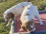 Chiots Epagneul Breton LOF 2 mois