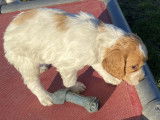 Chiots Epagneul Breton LOF 2 mois