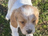Chiots Epagneul Breton LOF 2 mois