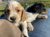 Chiots Epagneul Breton LOF 2 mois