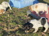Chiots Epagneul Breton LOF 2 mois