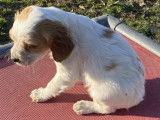 Chiots Epagneul Breton LOF 2 mois