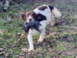 Springer Anglais chiens prêt à chasser LOF