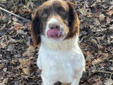 Springer Anglais chiens prêt à chasser LOF