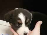Chiots Berger Australien LOSH à vendre