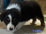 Chiots Berger Australien LOSH à vendre
