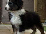 Chiots Berger Australien LOSH à vendre