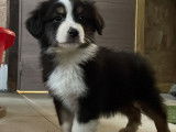 Chiots Berger Australien LOSH à vendre