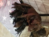 Chiots Labrador chocolat et noirs a vendre