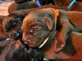Chiots Labrador chocolat et noirs a vendre