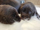 Chiots Labrador chocolat et noirs a vendre