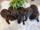 Chiots Labrador chocolat et noirs a vendre