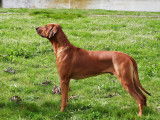 BOB lors d'une exposition canine