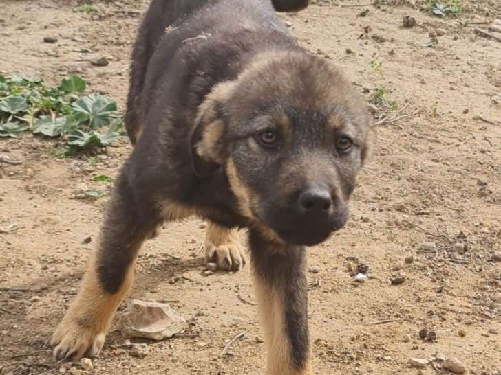 Chiot femelle de 4 mois à adopter