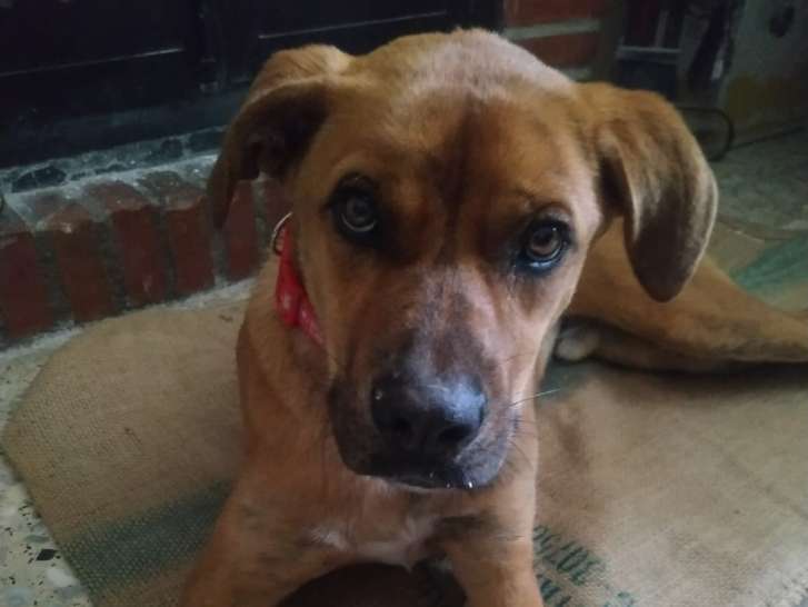 Chien de 2 ans à adopter