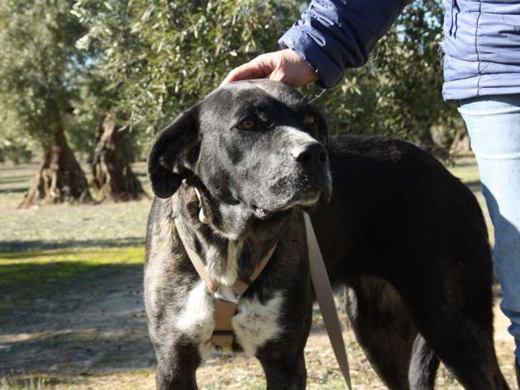 Chienne de 4 ans à donner