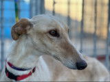 Chienne Galgo de 6 ans à adopte