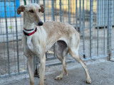 Chienne Galgo de 6 ans à adopte