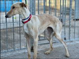Chienne Galgo de 6 ans à adopte
