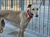 À donner une chienne Galgo de 6 ans