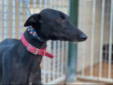 Chienne Galgo noire de 3 ans à donner