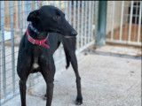 Chienne Galgo noire de 3 ans à donner