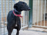 Chienne Galgo noire de 3 ans à donner
