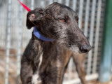 À adopter un chien Galgo de 2 ans