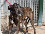 À adopter un chien Galgo de 2 ans