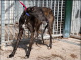 À adopter un chien Galgo de 2 ans