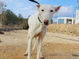 Chien Podenco de 11 ans à donner