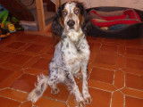 Chiot mâle Setter Anglais à donner