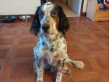 Chiot mâle Setter Anglais à donner