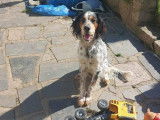 Chiot mâle Setter Anglais à donner