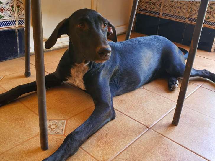 Chiot mâle noir et blanc à adopter