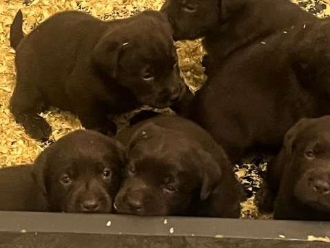Chiots Labrador Retrievers à vendre (3 Femelles & 3 Mâles)