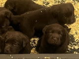 Chiots Labrador Retrievers à vendre (3 Femelles & 3 Mâles)