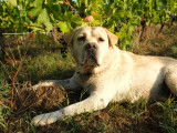 Mâle Labrador disponible pour saillie