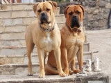 Chiots Bullmastiff  &agrave; na&icirc;tre