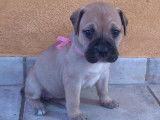 Chiots Bullmastiff  &agrave; na&icirc;tre