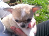 À réserver : un chiot Chihuahua femelle fauve LOF