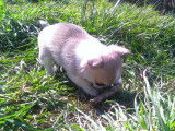 À réserver : un chiot Chihuahua femelle fauve LOF