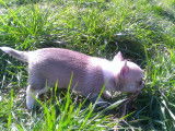 À réserver : un chiot Chihuahua femelle fauve LOF