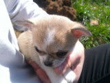 À réserver : un chiot Chihuahua femelle fauve LOF