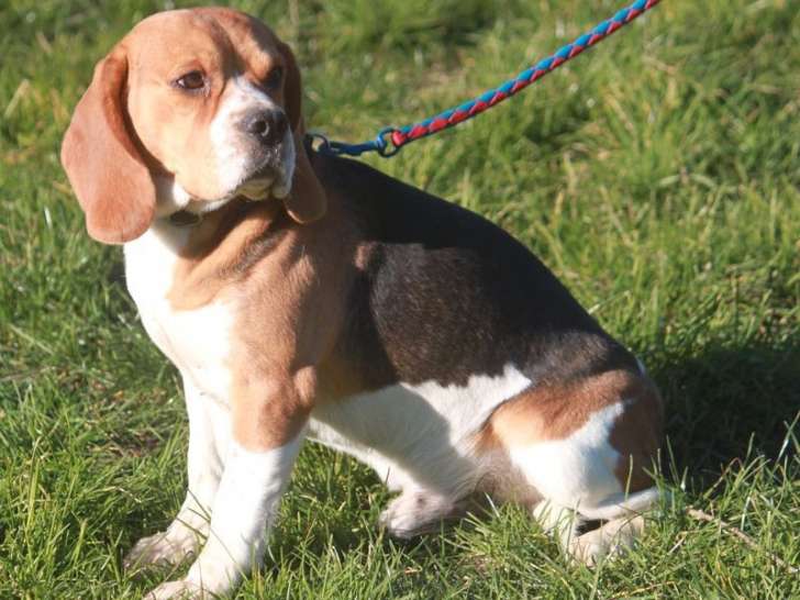 Un chien Beagle LOF adulte mâle d’un an à vendre