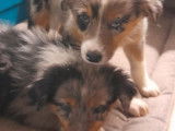 3 chiots Bergers Australiens LOF disponibles à la vente