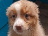 3 chiots Bergers Australiens LOF disponibles à la vente