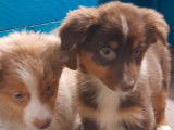 3 chiots Bergers Australiens LOF disponibles à la vente