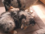 3 chiots Bergers Australiens LOF disponibles à la vente